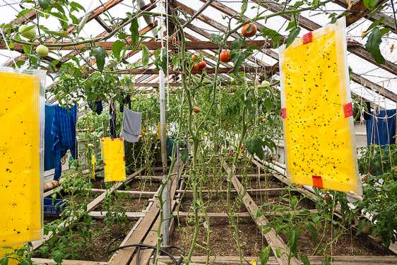 Growing tomatoes inside a greenhouse, Pauzhetka village