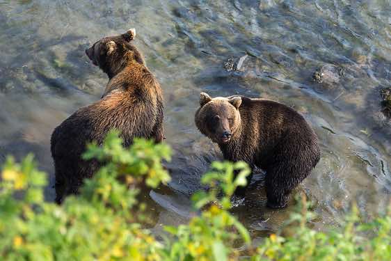 Brown Bears, Ozernaya River
