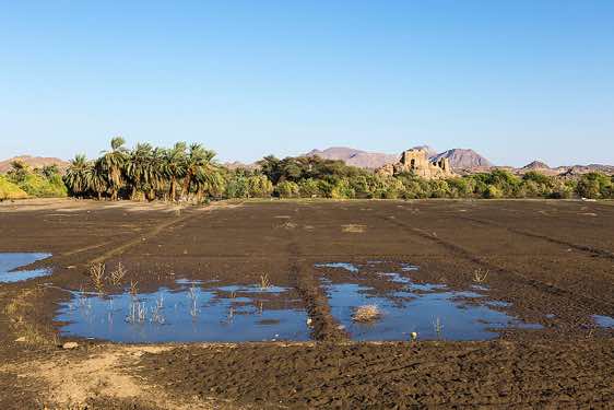 Field on the banks of the River Nile, Northern Sudan