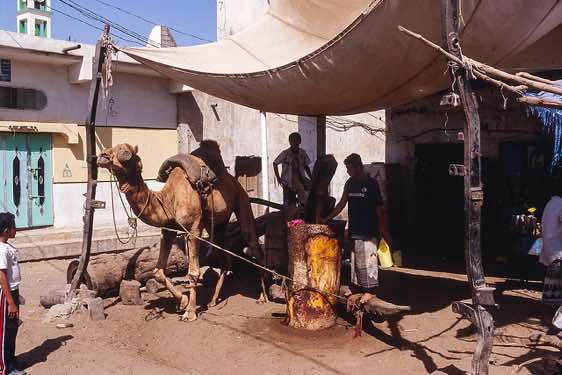 A camel-driven oil mill
