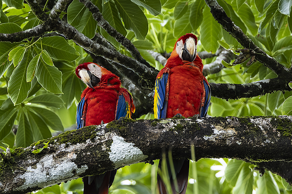Pair of Scarlet Macaws, Costa Rica