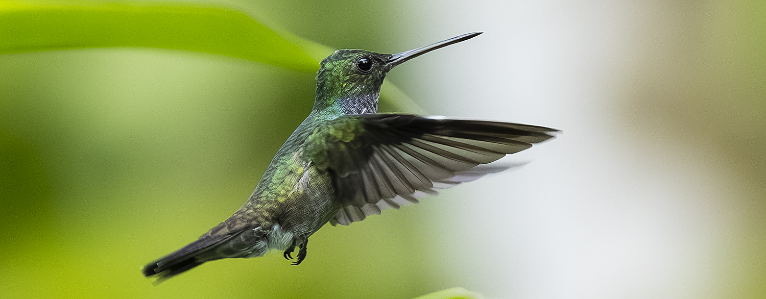 Male Blue-chested Hummingbird (Polyerata amabilis) in flight, Costa Rica