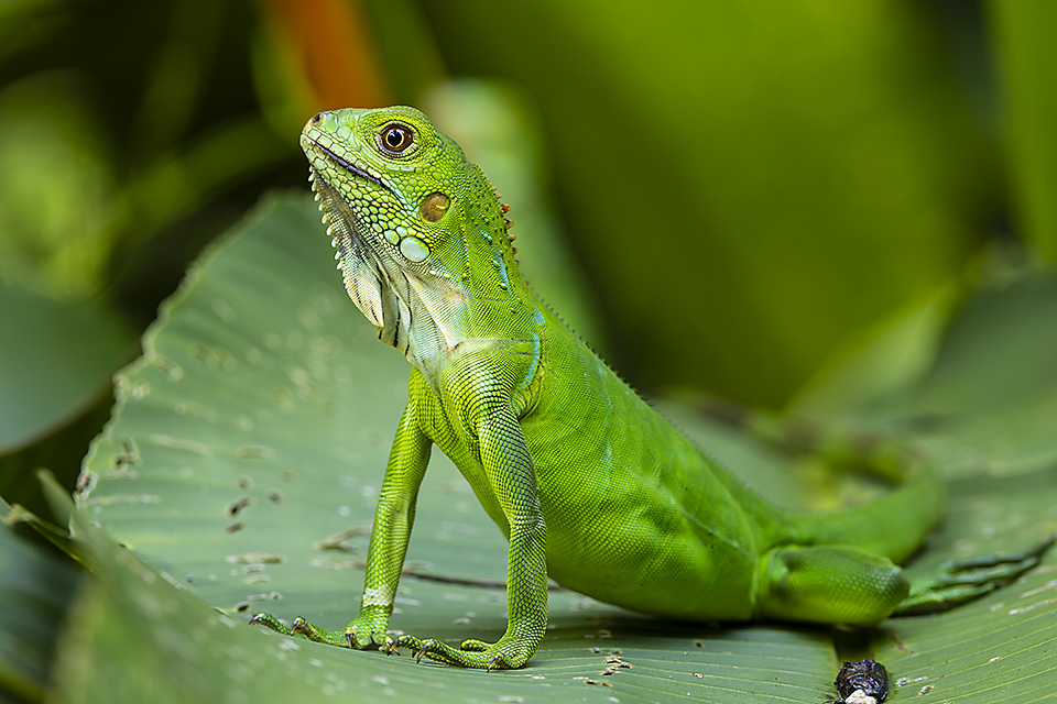 Juvenile Green Iguana, Costa Rica