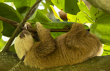 Costa Rica Tour, 2025