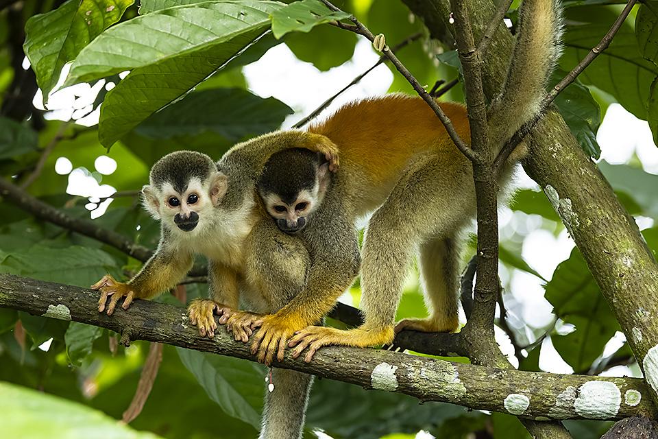 Central American Squirrel Monkeys, Costa Rica