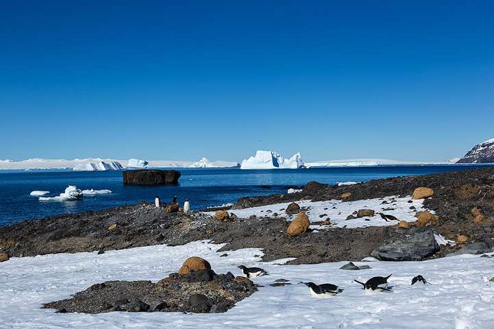 Adelie penguins, Brown Bluff, Tabarin Peninsula
