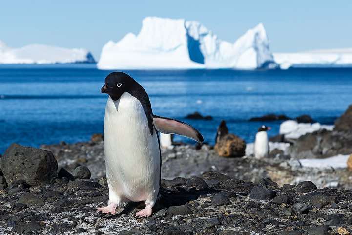 Adelie penguin, Brown Bluff, Tabarin Peninsula