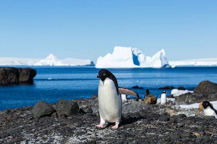 Adelie penguin, Brown Bluff, Tabarin Peninsula