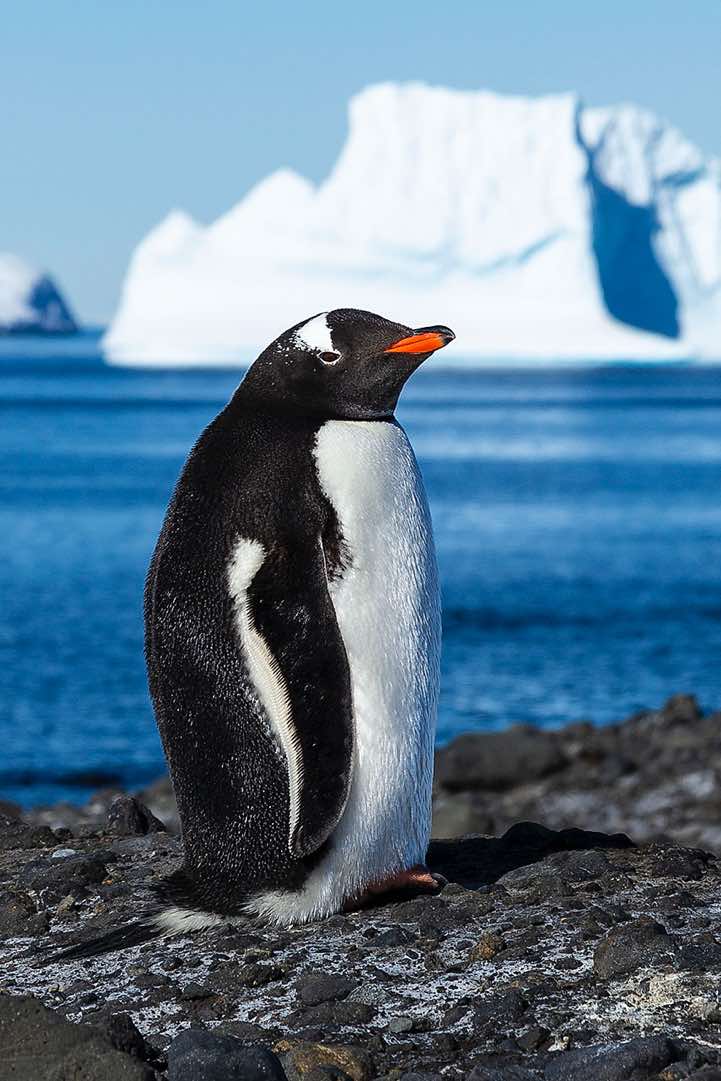 Gentoo penguin, Brown Bluff, Tabarin Peninsula