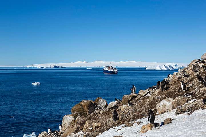 Nesting Gentoo penguins, Brown Bluff, Tabarin Peninsula