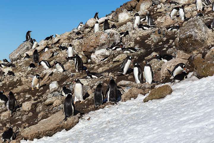 Nesting Gentoo penguins, Brown Bluff, Tabarin Peninsula