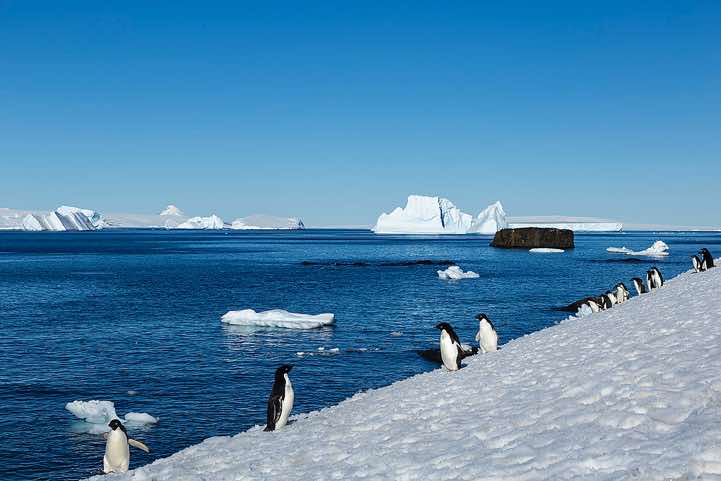 Adelie penguins, Brown Bluff, Tabarin Peninsula