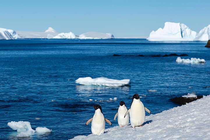 Adelie penguins, Brown Bluff, Tabarin Peninsula