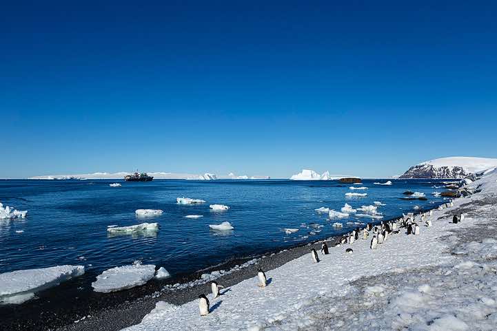 Approaching Adelie penguins, Brown Bluff, Tabarin Peninsula