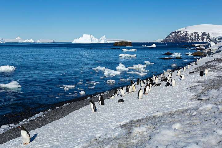 Approaching Adelie penguins, Brown Bluff, Tabarin Peninsula