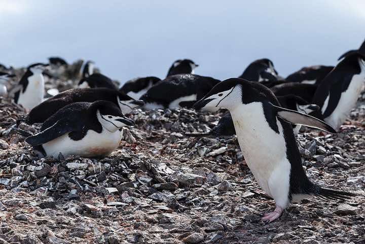 Chinstrap penguin colony, Half Moon Bay, Half Moon Island, South Shetland Islands