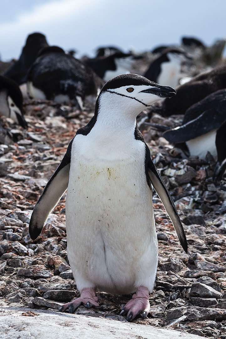 Chinstrap penguin, Half Moon Bay, Half Moon Island, South Shetland Islands