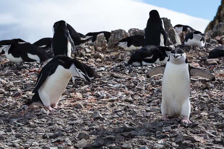 Chinstrap penguins, Half Moon Bay, Half Moon Island, South Shetland Islands