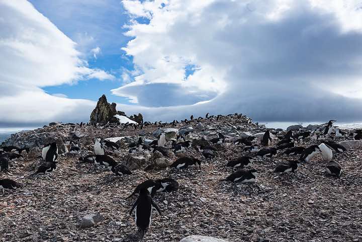 Chinstrap penguin nesting site, Half Moon Bay, Half Moon Island, South Shetland Islands