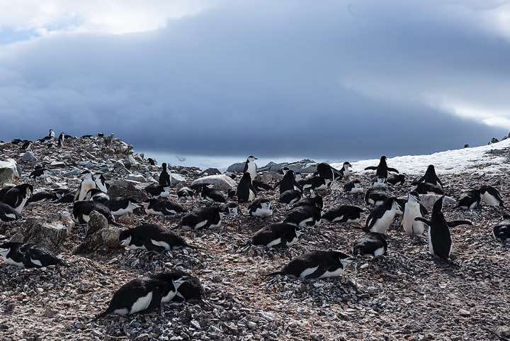 Nesting Chinstrap penguins, Half Moon Bay, Half Moon Island, South Shetland Islands
