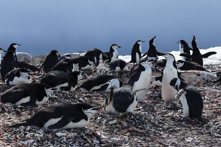 Chinstrap penguin colony, Half Moon Bay, Half Moon Island, South Shetland Islands
