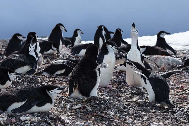 Chinstrap penguin colony, Half Moon Bay, Half Moon Island, South Shetland Islands