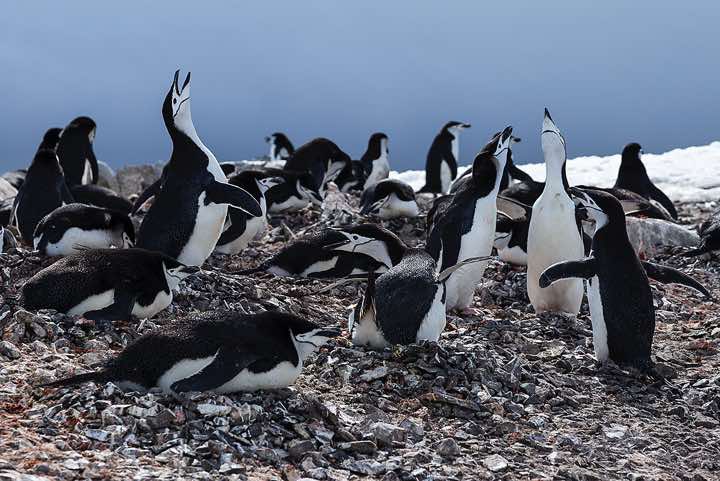 Chinstrap penguin colony, Half Moon Bay, Half Moon Island, South Shetland Islands