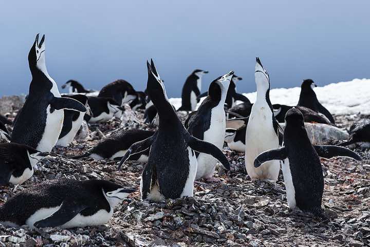 Chinstrap penguin colony, Half Moon Bay, Half Moon Island, South Shetland Islands