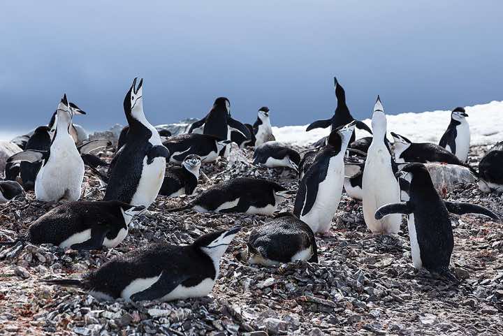 Chinstrap penguin colony, Half Moon Bay, Half Moon Island, South Shetland Islands