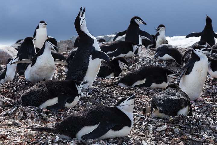 Chinstrap penguin colony, Half Moon Bay, Half Moon Island, South Shetland Islands