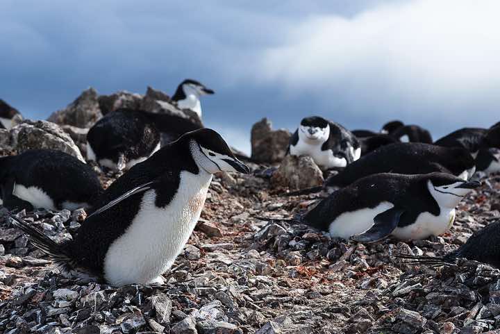 Nesting Chinstrap penguins, Half Moon Bay, Half Moon Island, South Shetland Islands