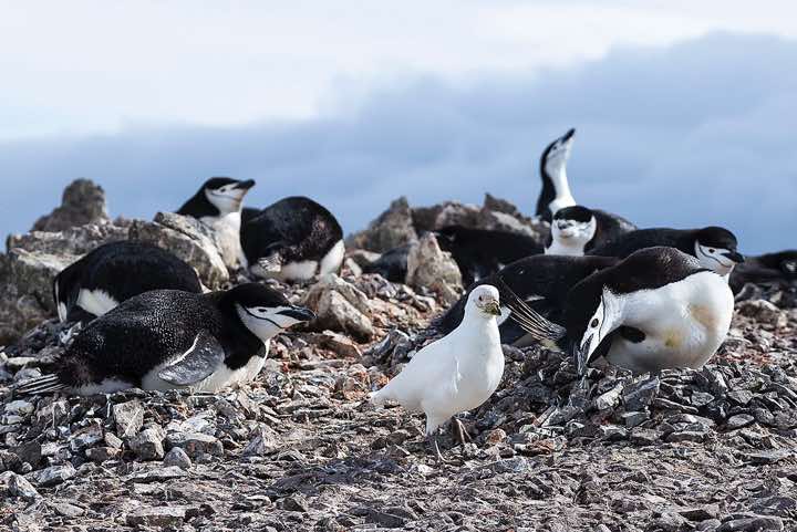Nesting Chinstrap penguins, Half Moon Bay, Half Moon Island, South Shetland Islands
