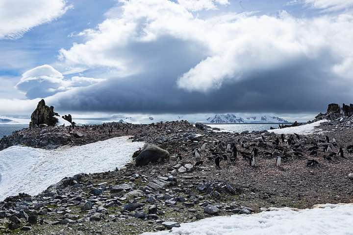 Chinstrap penguin nesting site, Half Moon Bay, Half Moon Island, South Shetland Islands