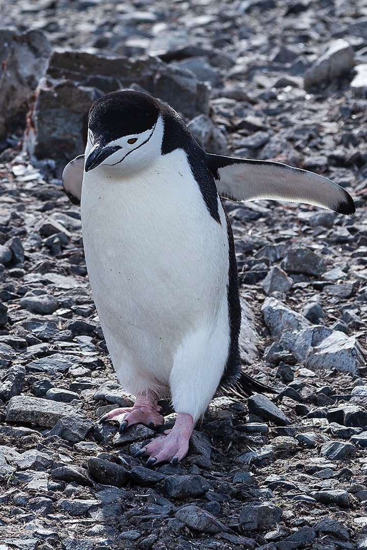 Chinstrap penguin, Half Moon Bay, Half Moon Island, South Shetland Islands