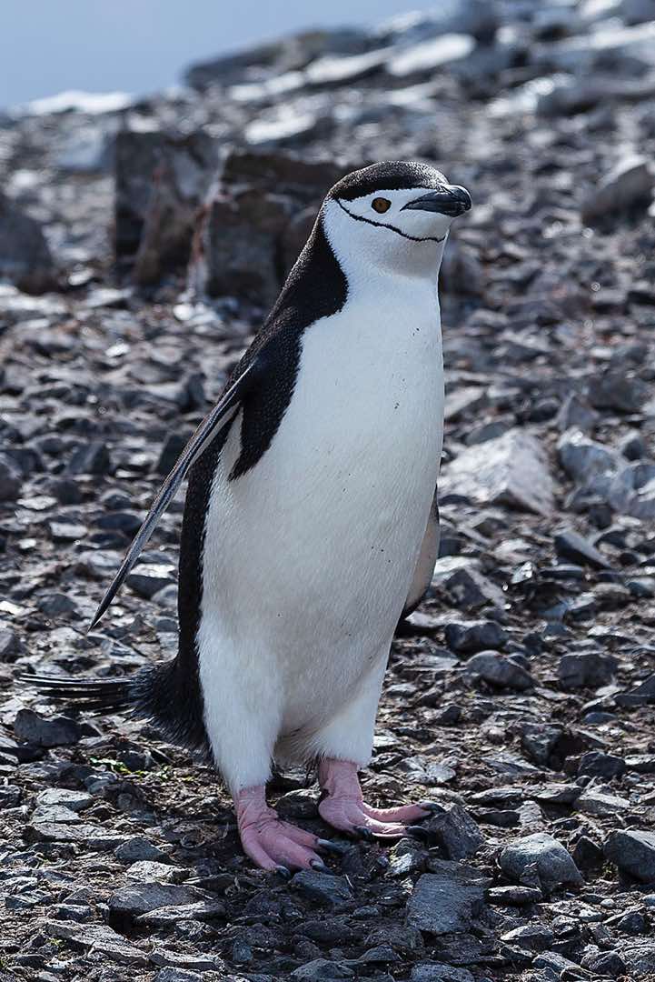 Chinstrap penguin, Half Moon Bay, Half Moon Island, South Shetland Islands