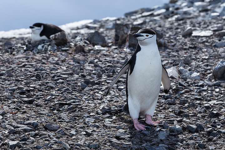 Chinstrap penguins, Half Moon Bay, Half Moon Island, South Shetland Islands