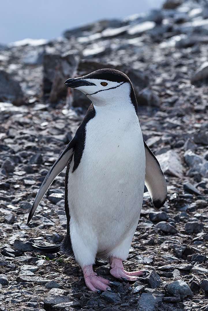 Chinstrap penguin, Half Moon Bay, Half Moon Island, South Shetland Islands
