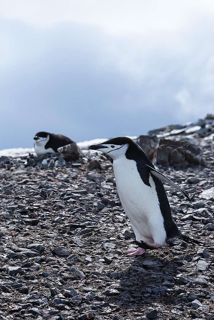 Chinstrap penguin, Half Moon Bay, Half Moon Island, South Shetland Islands