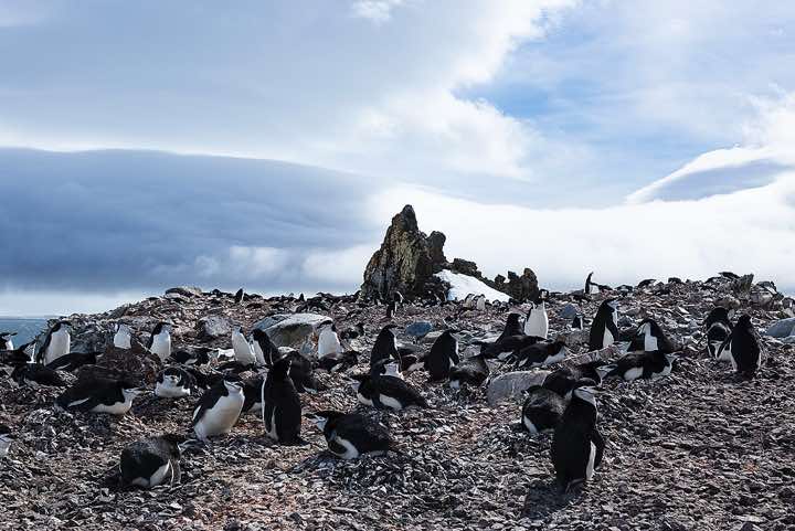 Chinstrap penguin nesting site, Half Moon Bay, Half Moon Island, South Shetland Islands