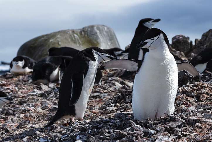 Nesting Chinstrap penguins, Half Moon Bay, Half Moon Island, South Shetland Islands
