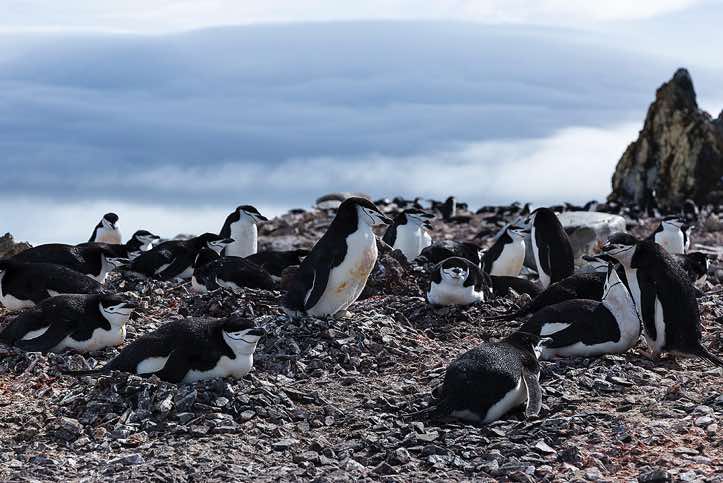 Nesting Chinstrap penguins, Half Moon Bay, Half Moon Island, South Shetland Islands