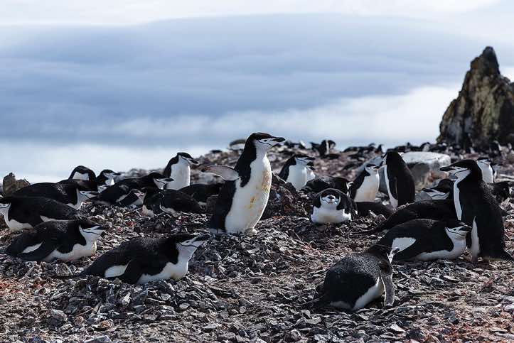 Nesting Chinstrap penguins, Half Moon Bay, Half Moon Island, South Shetland Islands