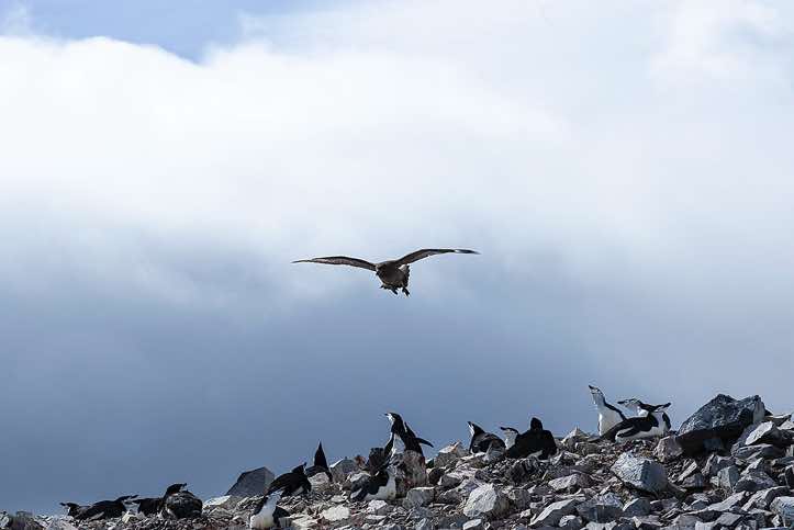 Overhead Skuas and Kelp gulls are on the lookout to steal an egg or young penguin chicks, Half Moon Bay, Half Moon Island, South Shetland Islands