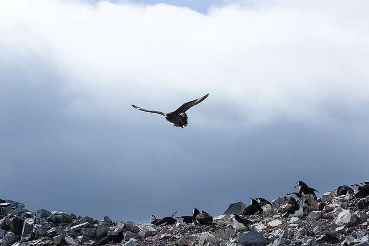 Overhead Skuas and Kelp gulls are on the lookout to steal an egg or young penguin chicks, Half Moon Bay, Half Moon Island, South Shetland Islands