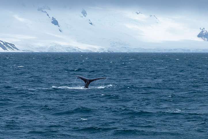 Humpback whale tail, spotted near Yankee Harbour, Greenwich Island, South Shetland Islands