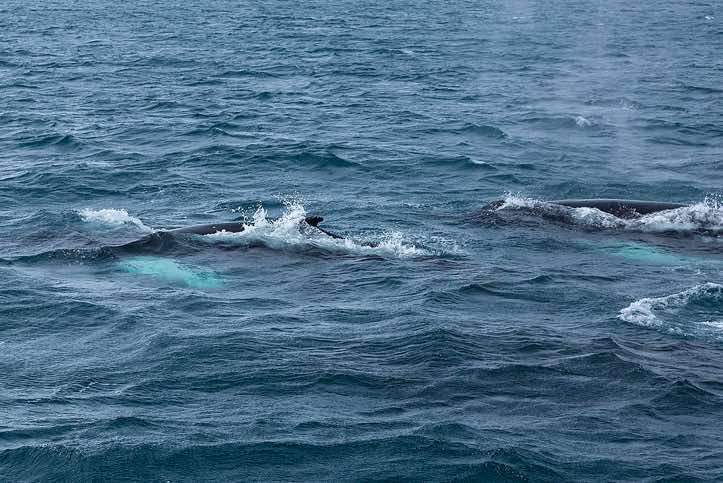 Humpback whales, spotted near Yankee Harbour, Greenwich Island, South Shetland Islands