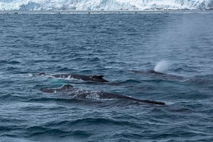 Humpback whales, spotted near Yankee Harbour, Greenwich Island, South Shetland Islands