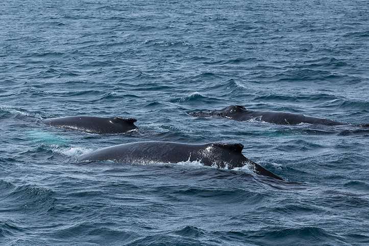 Humpback whales, spotted near Yankee Harbour, Greenwich Island, South Shetland Islands