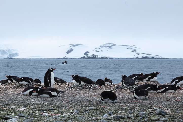 Nesting Gentoo penguins, Yankee Harbour, Greenwich Island, South Shetland Islands