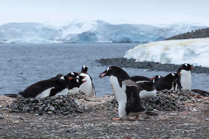 Nesting Gentoo penguins, Yankee Harbour, Greenwich Island, South Shetland Islands
